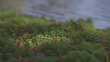 阳光透过树林绿色的小草湖水植物藤蔓治愈视频的预览图